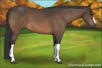 Horse Color:Buckskin 