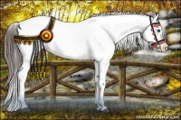 Horse Color:Liver Chestnut Appaloosa 