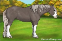 Horse Color:Silver Black Splash