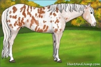 Horse Color:White Spotted Silver Bay Splash Appaloosa  Brindle