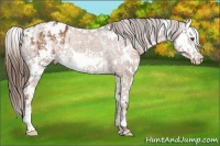 Horse Color:Liver Chestnut Sabino Splash Appaloosa Rabicano and White Spotted Liver Chestnut Splash Appaloosa Rabicano