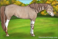 Horse Color:Chestnut Sabino Splash Appaloosa Rabicano 