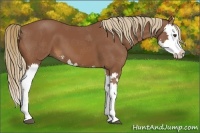 Horse Color:Chestnut Splash 