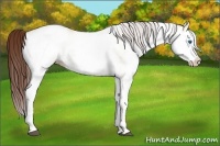 Horse Color:White Spotted Red Dun Ice Splash  Brindle