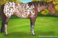 Horse Color:Chestnut Rabicano and Bay Near Leopard