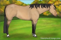 Horse Color:Bay Dun