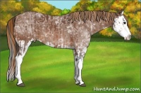 Horse Color:Bay Ice Splash  and Chestnut Ice Splash 