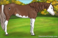 Horse Color:Chestnut Splash
