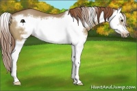 Horse Color:Red Dun Splash Frame