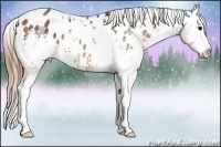 Horse Color:White Spotted Buckskin Appaloosa Rabicano 