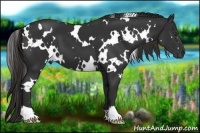 Horse Color:White Spotted Liver Chestnut 