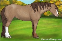 Horse Color:Classic Champagne 