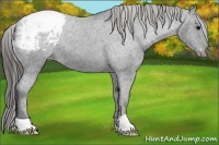 Horse Color:Black Appaloosa 