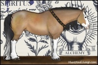 Horse Color:Bay Dun Splash