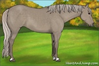 Horse Color:Silver Grullo
