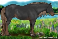 Horse Color:Liver Chestnut Rabicano 