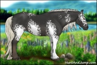 Horse Color:White Spotted Liver Chestnut