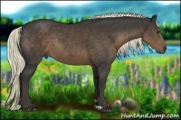 Horse Color:Liver Chestnut Rabicano