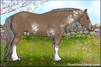 Horse Color:White Spotted Chocolate Palomino Rabicano