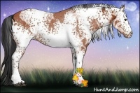 Horse Color:White Spotted Bay Ice