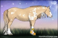 Horse Color:White Spotted Gold Champagne Roan Splash 