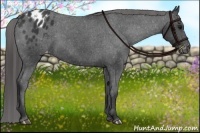 Horse Color:Black Appaloosa