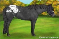Horse Color:Black Appaloosa 