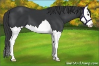 Horse Color:Black Splash