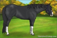 Horse Color:Black Splash 
