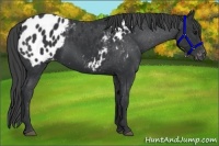 Horse Color:Black Appaloosa 