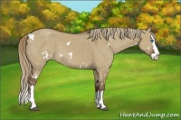 Horse Color:White Spotted Liver Red Dun Sabino Splash 