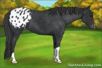Horse Color:Black Appaloosa 