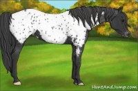 Horse Color:Black Near Leopard 