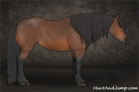 Horse Color:Bay Sabino