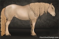 Horse Color:Liver Chestnut Pearl Sabino 