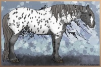 Horse Color:Smoky Black Appaloosa 