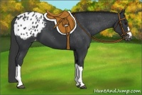 Horse Color:Black Appaloosa 
