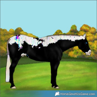 Horse Color:Nacre White Spotted Buckskin Ice Pearl Sabino Splash