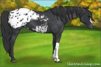 Horse Color:Black Appaloosa 