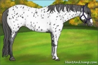 Horse Color:Black Appaloosa