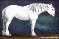 Horse Color:Bay Sabino 