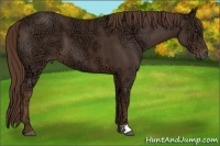 Horse Color:Liver Chestnut Ice 