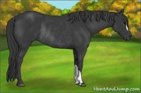 Horse Color:Black Rabicano 