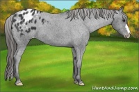 Horse Color:Black Appaloosa