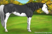 Horse Color:Black Splash 