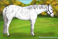 Horse Color:White Spotted Blue Roan Splash Frame Appaloosa 