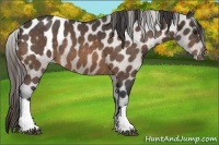 Horse Color:Buckskin Blanket 