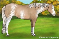 Horse Color:White Spotted Silver Bay Pearl Sabino Splash Rabicano 