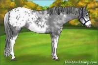 Horse Color:White Spotted Blue Roan Splash Frame Appaloosa 