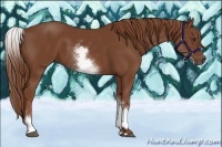 Horse Color:White Spotted Chestnut Sabino